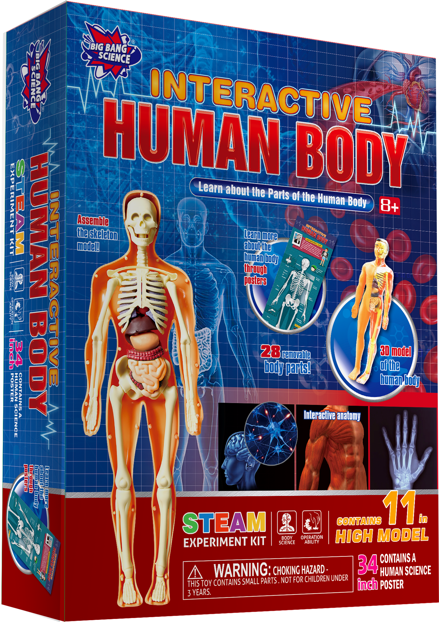 Human Anatomy Lab